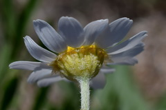 Anthemis ruthenica