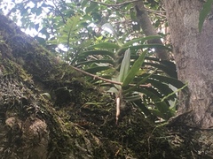 Angraecum