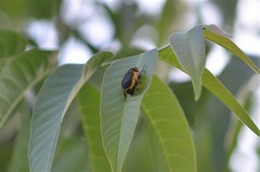 Pachnodella impressa