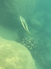 Dimidiochromis kiwinge