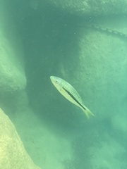 Dimidiochromis kiwinge