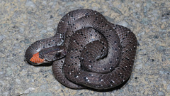 Pareas margaritophorus