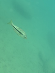 Dimidiochromis kiwinge