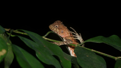 Acanthosaura meridiona