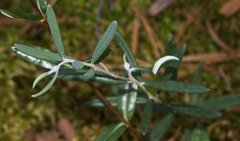 Andromeda polifolia glaucophylla