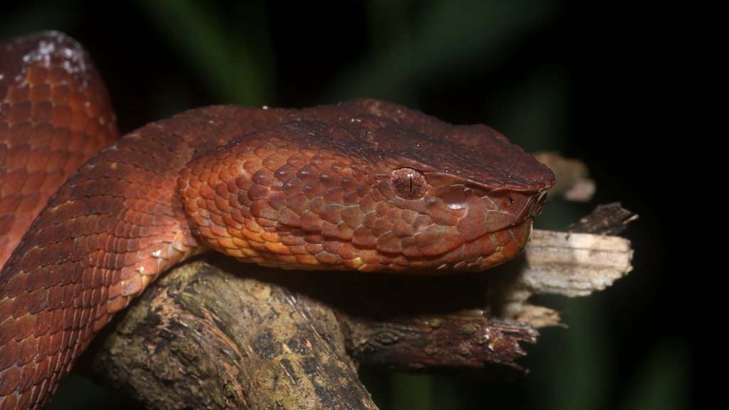 Sumatran Palm Pit Viper From Kabupaten Karo, Sumatera Utara, Indonesien 