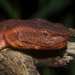 Sumatran Palm Pit Viper - Photo (c) Otto Bylén Claesson, some rights reserved (CC BY-NC), uploaded by Otto Bylén Claesson