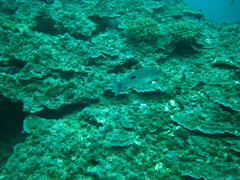 Lutjanus ehrenbergii