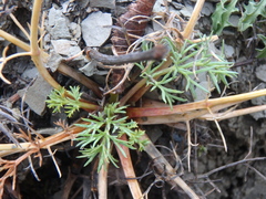 Seseli ponticum