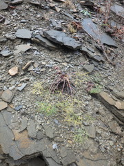 Seseli ponticum