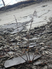Seseli ponticum