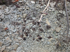 Seseli ponticum