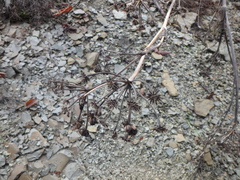 Seseli ponticum