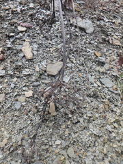 Seseli ponticum