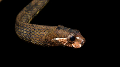 Aplopeltura boa