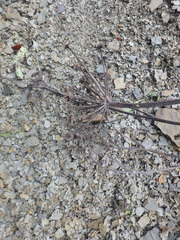 Seseli ponticum