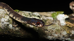 Asthenodipsas vertebralis