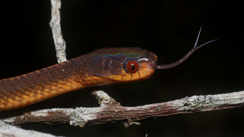 Sumatran Slug Snake (Asthenodipsas tropidonotus) · iNaturalist