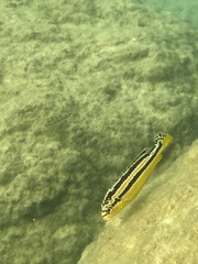 Melanochromis auratus