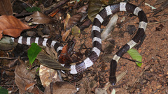 Bungarus candidus