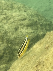 Melanochromis auratus