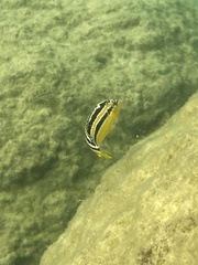Melanochromis auratus