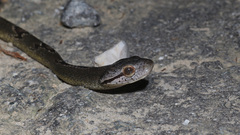Boiga cynodon