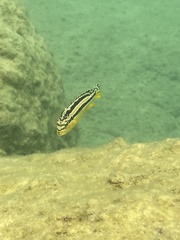 Melanochromis auratus