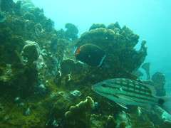 Lutjanus decussatus