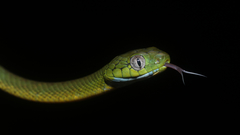 Boiga cyanea