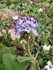 Veronica chathamica