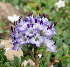 Veronica chathamica