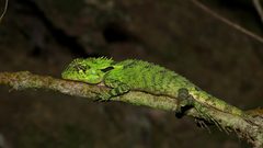 Dendragama boulengeri