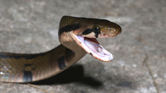 Coelognathus flavolineatus