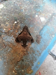 Lepidoptera