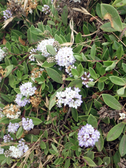 Veronica chathamica