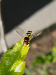 Allograpta