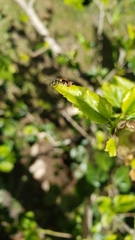 Allograpta