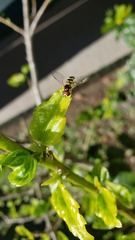 Allograpta