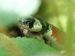 Erythrolamprus mimus