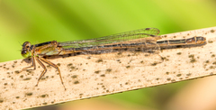 Ischnura genei
