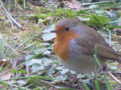 Erithacus rubecula