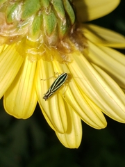Sibovia sagata