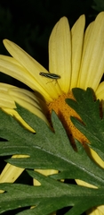 Sibovia sagata