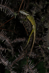 Malayodracon robinsonii