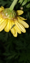 Sibovia sagata