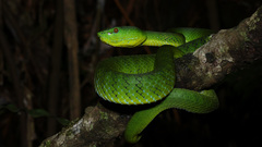 Trimeresurus nebularis