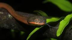 Boiga nigriceps