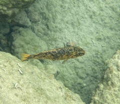 Labeotropheus fuelleborni