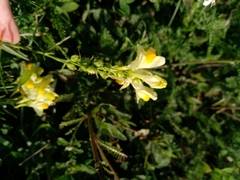 Linaria vulgaris